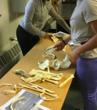 Discovering the clues in the bones